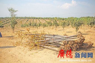 和广德宋宰喜雨