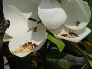 木兰花慢·折芙蓉弄水