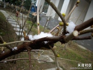 赋残雪