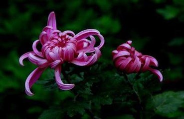 蝶恋花（和张文伯上巳雨）