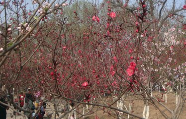 侍宴桃花园咏桃花应制