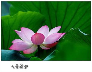 临江仙·蕊嫩花房无限好