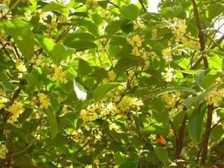 桂花