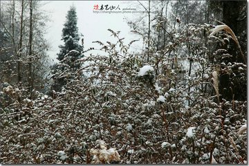 南山观雪