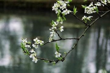 雨中花令（吴兴道中，颇厌行役，作此曲寄武林交旧）