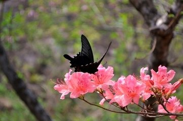 蝶恋花·南北两山骄欲斗