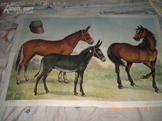 马驴骡附