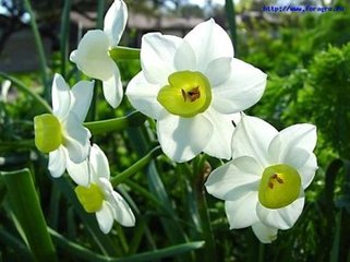 庆宫春（水仙花）