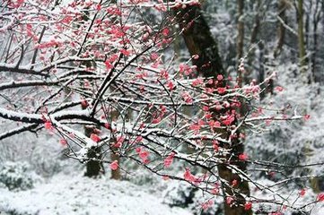卜算子 断肠
