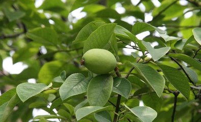 海棠木瓜二绝句海棠赠木瓜