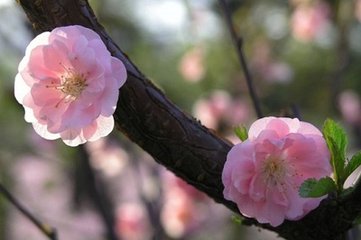 菩萨蛮·池塘淡淡浮鸂鶒