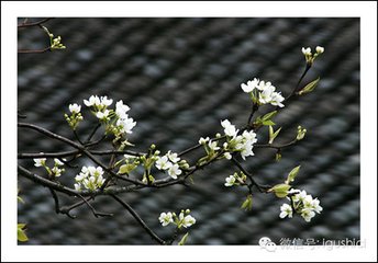 少年游·小楼归燕又黄昏