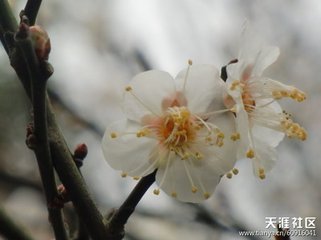 鹧鸪天（咏梅菊呈抚州葛守）