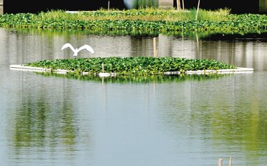 夏日龙翔寺居即事寄崔侍御