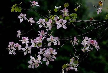 雨中花令（夏词）