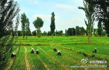除草篇