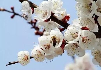 小重山·帘卷东风日射窗