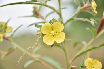 野花叹