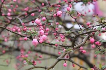 减字木兰花（病起不见杏花作）