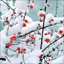 霜天晓角（梅花）