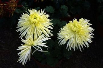 菊花新·宝鸭温香