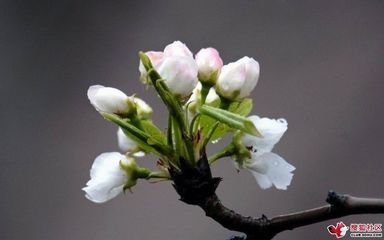 虞美人·梨花院落溶溶雨