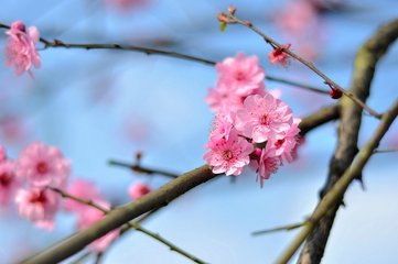 春日同游梅花坡韵赋诗坡字