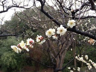 水调歌头·杖屦觅春色