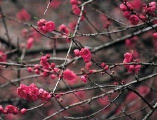 满庭芳（赏梅）