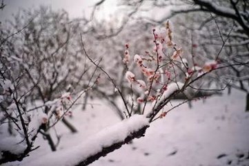 一落索·露蕊香肌娇秀