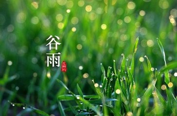 水龙吟（牡丹）