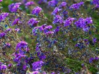 【仙吕】赏花时