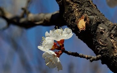 解佩令·人行花坞