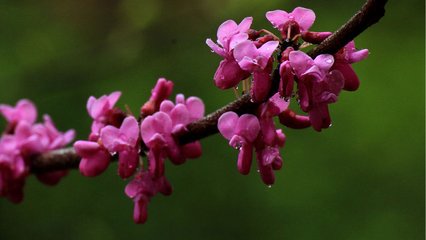 雨中花（按调乃满路花）