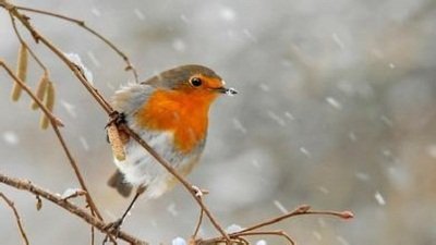 大雪苦寒五更无睡枕上成两篇