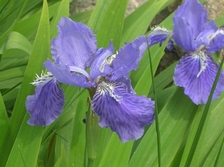 木兰花慢 赋芙蓉杏花