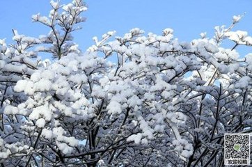 菩萨蛮·梨花满院飘香雪