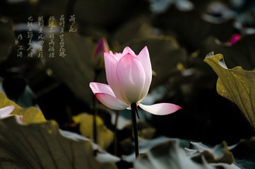 水仙子·咏江南