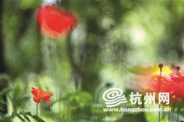 虞美人·濛濛烟树无重数