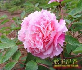 点绛唇（温香芍药）