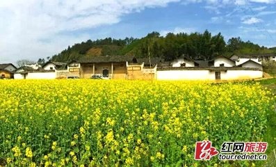 北轩老杏其大围春色向晚只开一花余悯其憔悴