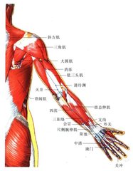 手少阳及臂凡二十四穴