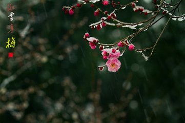 金陵雪中