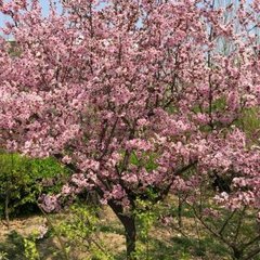 风流子 出关见桃花