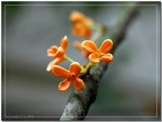 雨中观秉仲家月桂