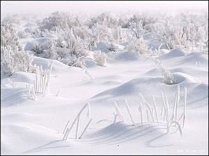 赠日者林雪庵