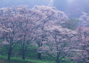 千秋岁（咏畴昔胜会和人韵，后篇喜其归）