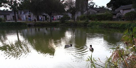 池塘晚景