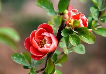点绛唇（嘉香海棠）