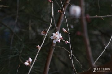 夜闻邻管